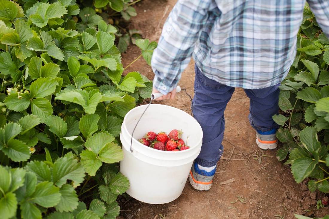 U-pick at Smith Berry Barn in Scholls | Hillsboro Family Photographer