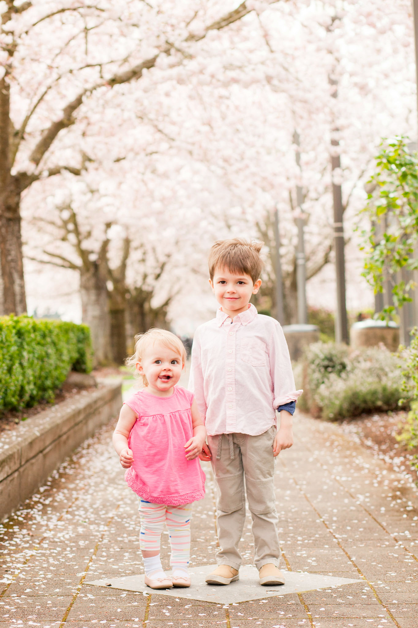 family pictures with cherry blossoms in salem, oregon