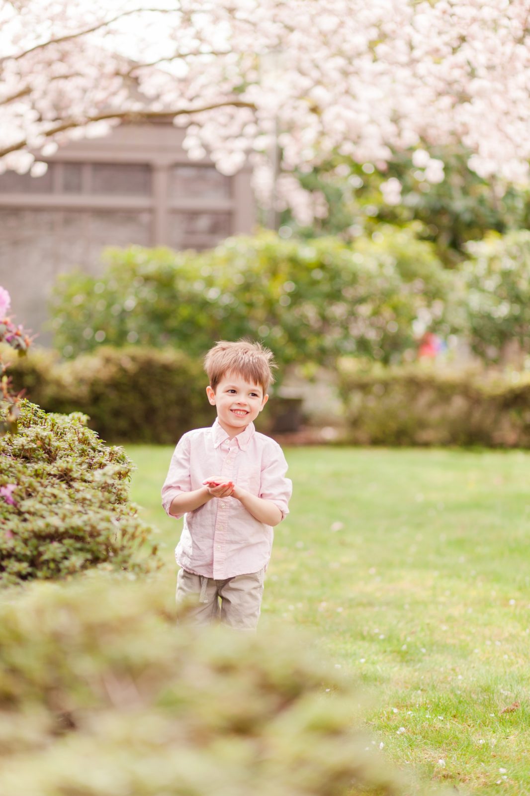 salem cherry blossoms family photos