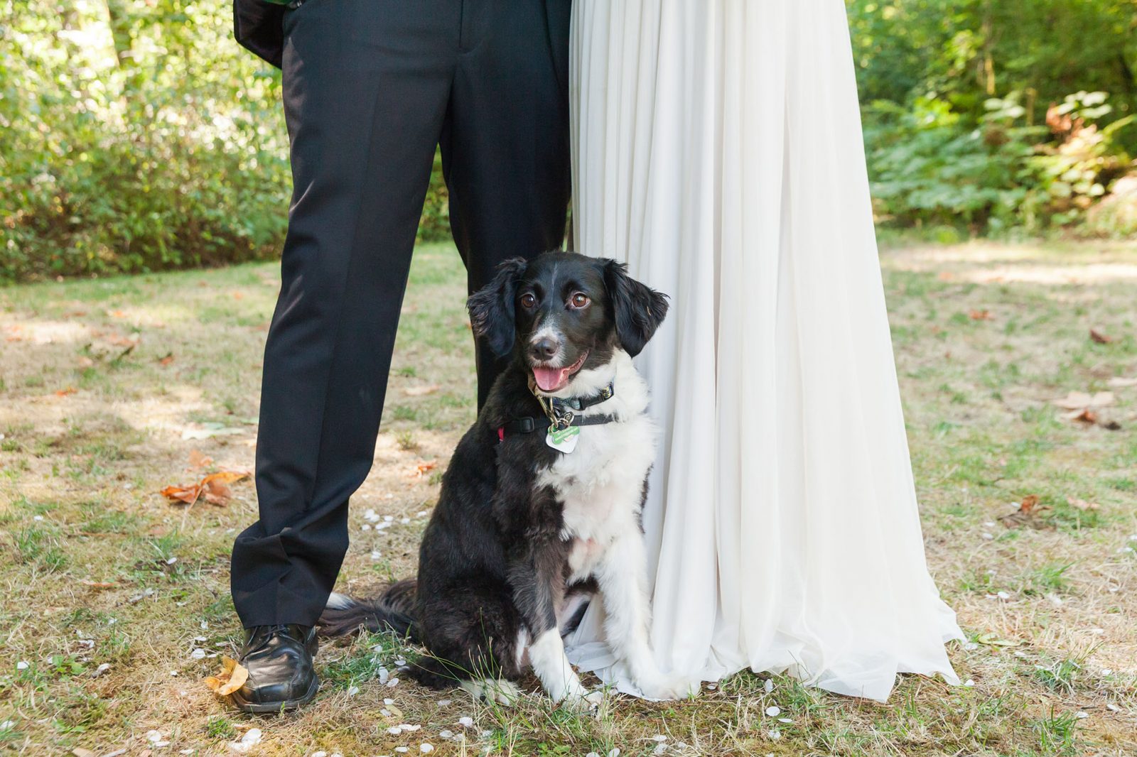 Bride and Groom portrait with dog at wedding in Portland Oregon