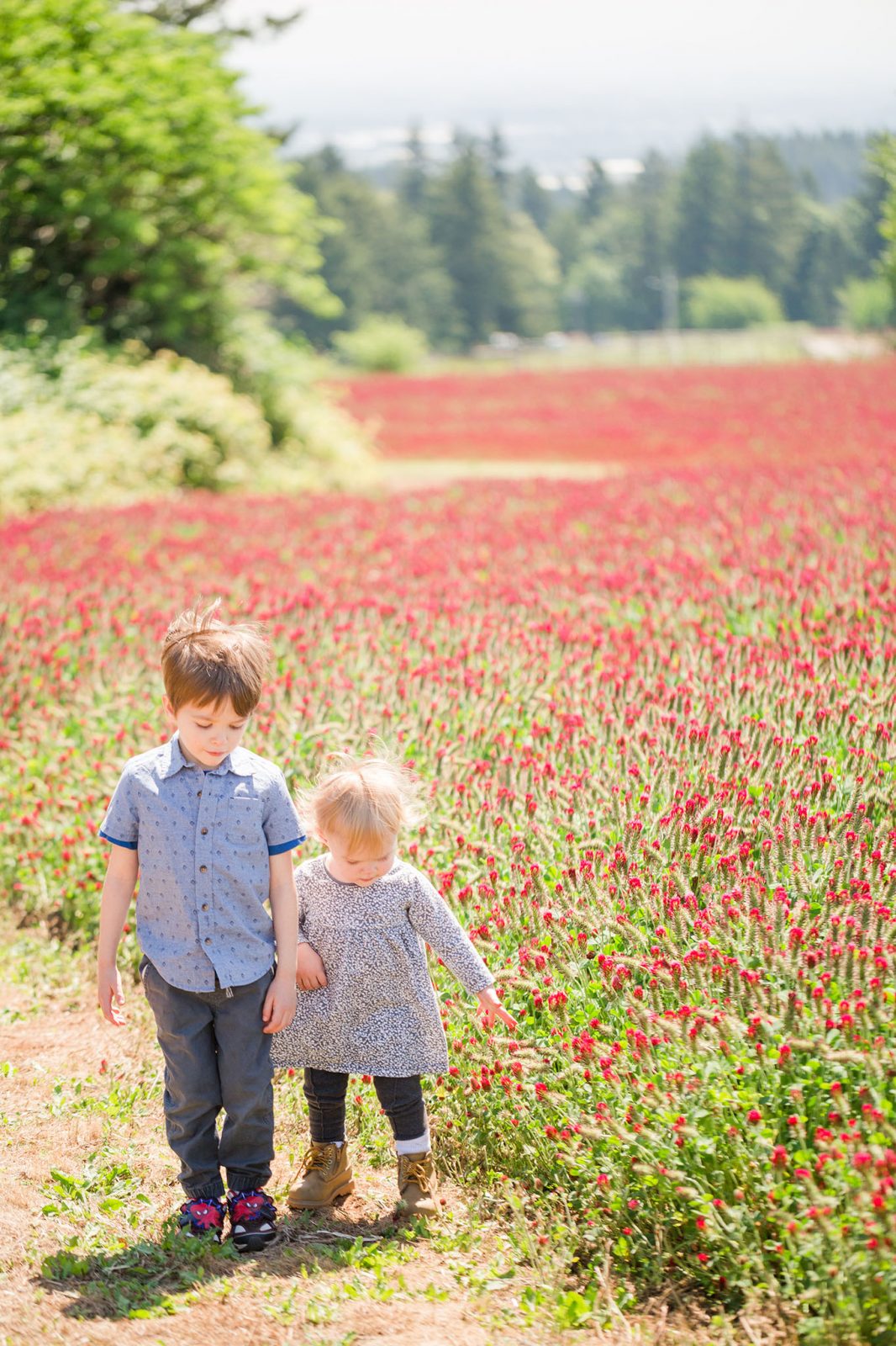 Bob and Crystal Rilee Trail In Yamhill County - Kid friendly hike with a view and flower field