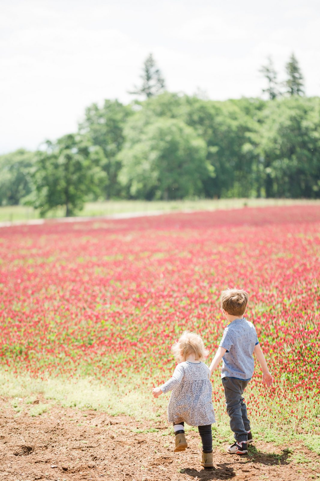 Bob and Crystal Rilee Trail In Yamhill County - Kid friendly hike with a view and flower field