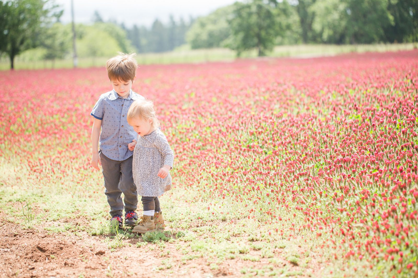 Bob and Crystal Rilee Trail In Yamhill County - Kid friendly hike with a view and flower field