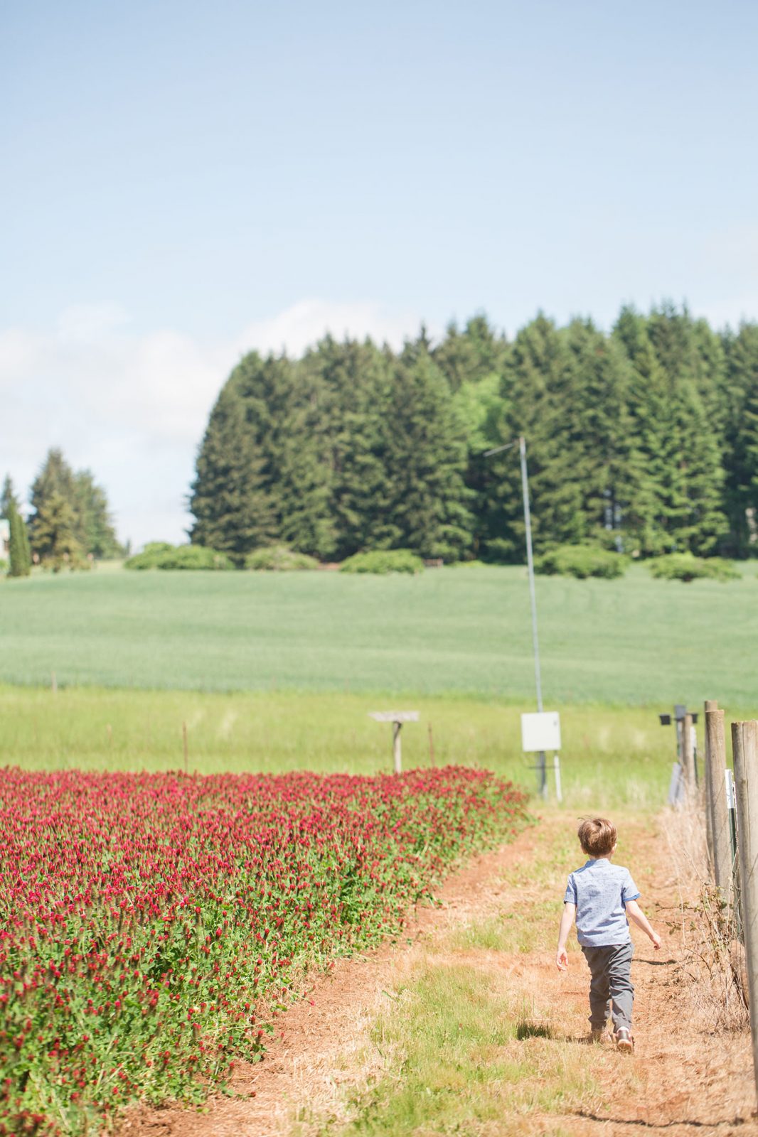 Bob and Crystal Rilee Trail In Yamhill County - Kid friendly hike with a view and flower field