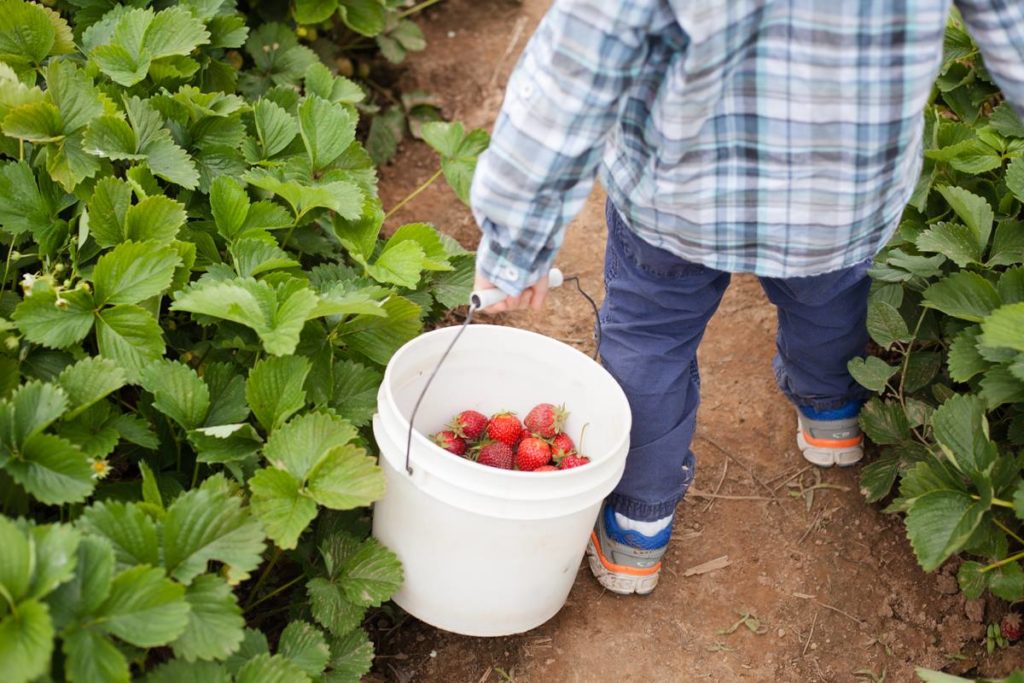 berry picking portland